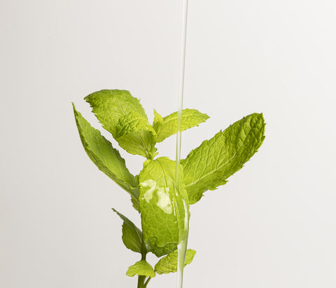 Liquide vaisselle menthe acidulée
